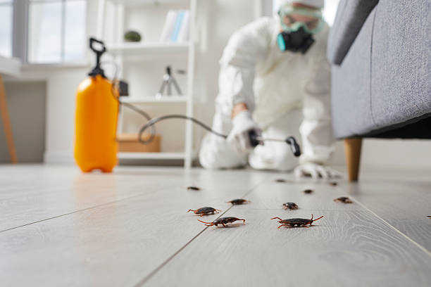 Post-Treatment Bed Bug Interceptor Monitoring in Taylors
